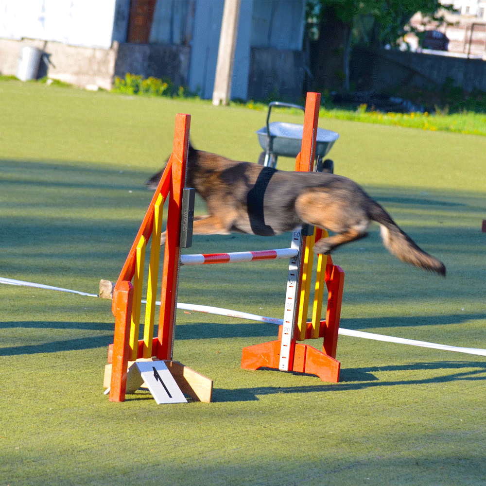 dog agility timing equipment