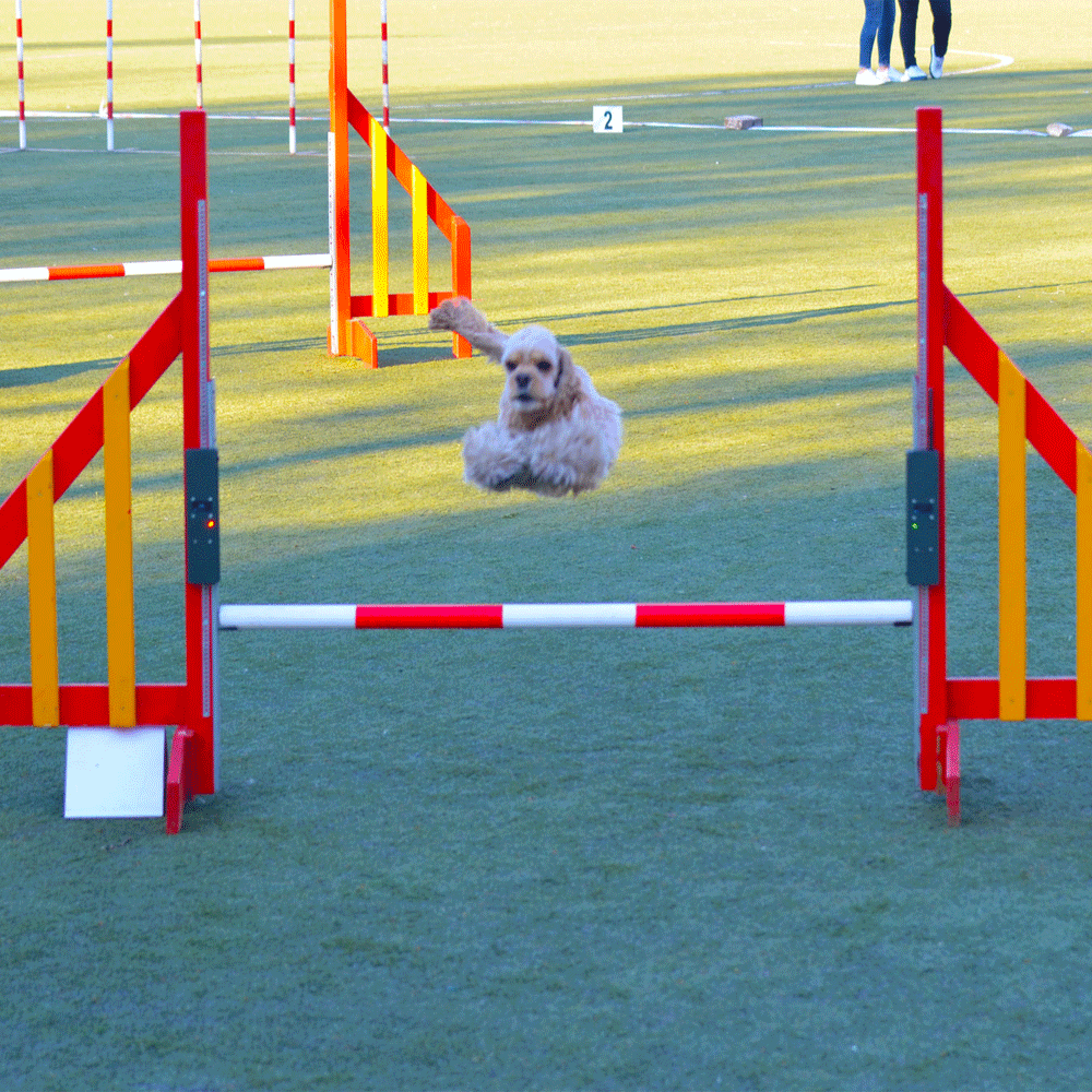 dog agility timing equipment
